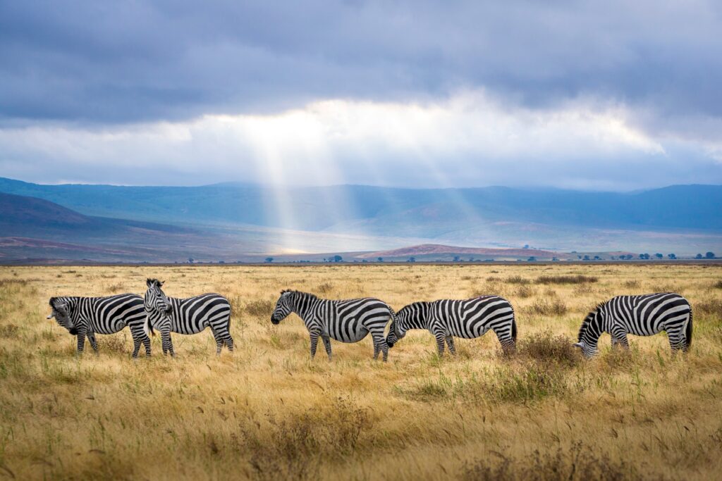 Safari - Zebra
